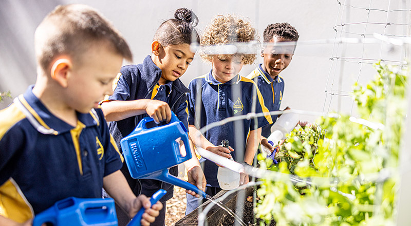 St Josephs Catholic Primary Kingwood Vegetable Garden